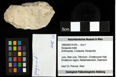 Foto (Objekt + Etiketten) von Decapoda indet. 